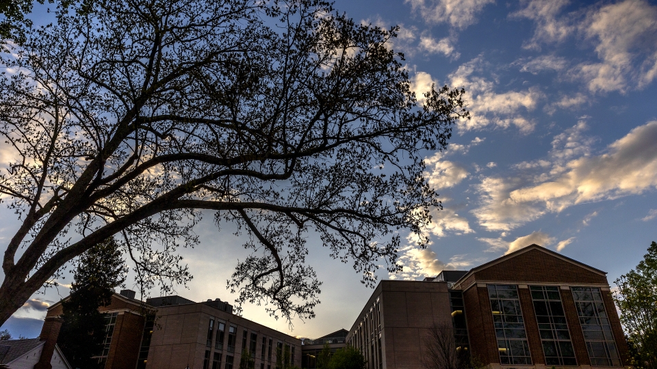 Blue Sky and Clouds with Tree in Foreground