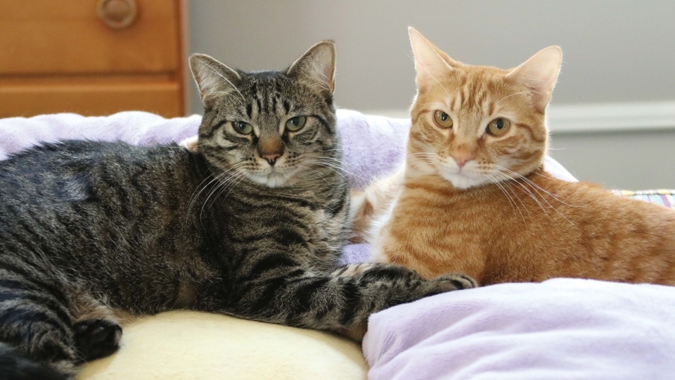 Hicks's cats looking at the camera