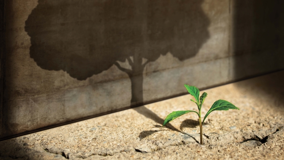 Small sprout casting a shadow of a mature oak