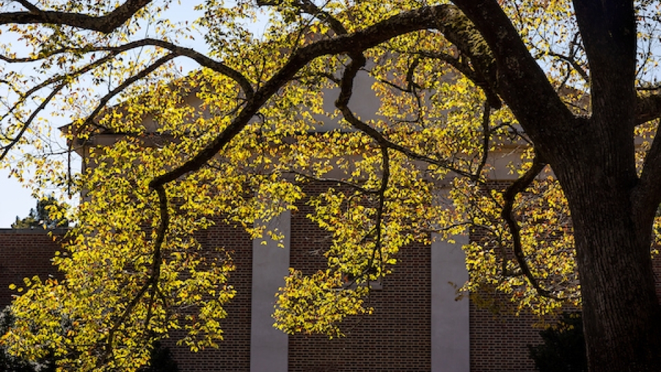 Tree on campus with bright yellow leaves