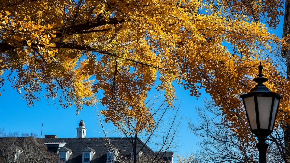 Bright yellow tree on campus
