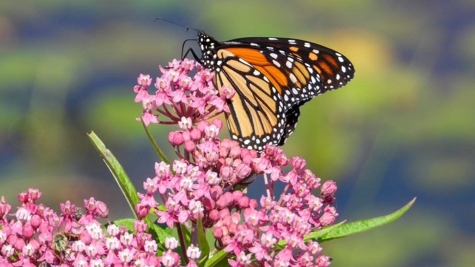 milkweed (Asclepias incarnata) with monarch butterfly resting on top