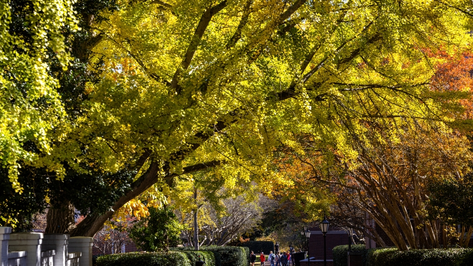 Fall foliage on campus with a leafy tree over a brick path on campus