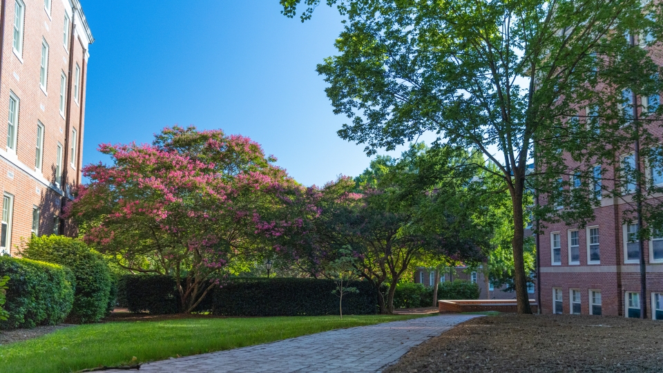 Beautiful Davidson Campus with brick paths and trees