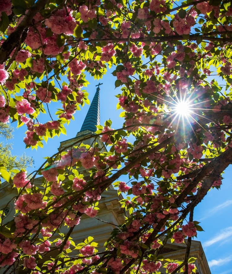 Lingle Chapel Through Flowers