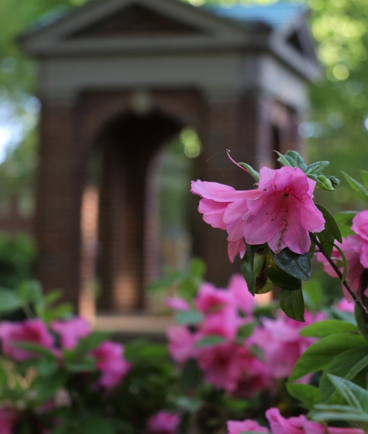 Well in the Background of Blooming Pink Azalea Flowers