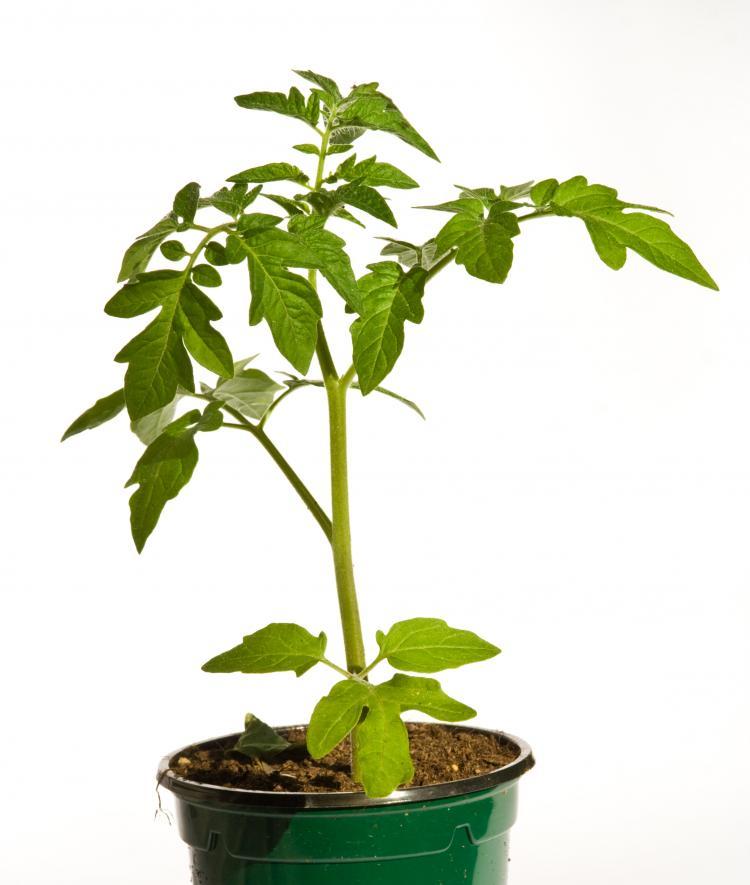 Photo of tomato plant