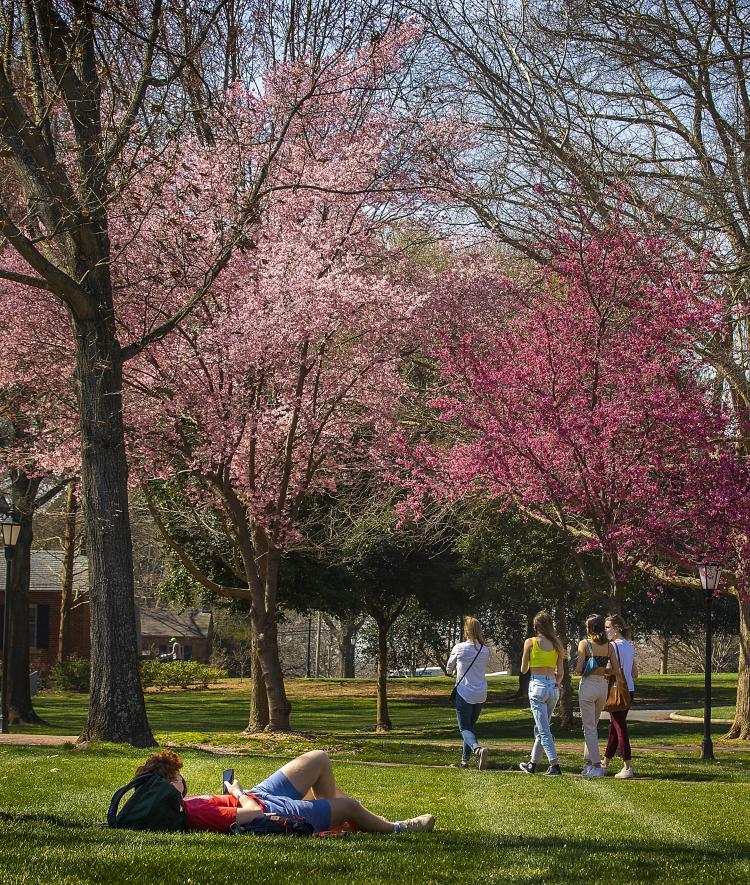 Spring trees bloom and students are laying on grass and walking in groups