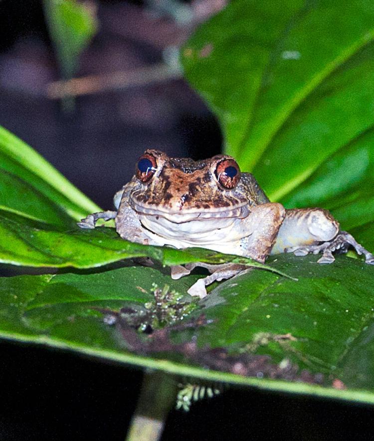 a rain frog on lush foliage