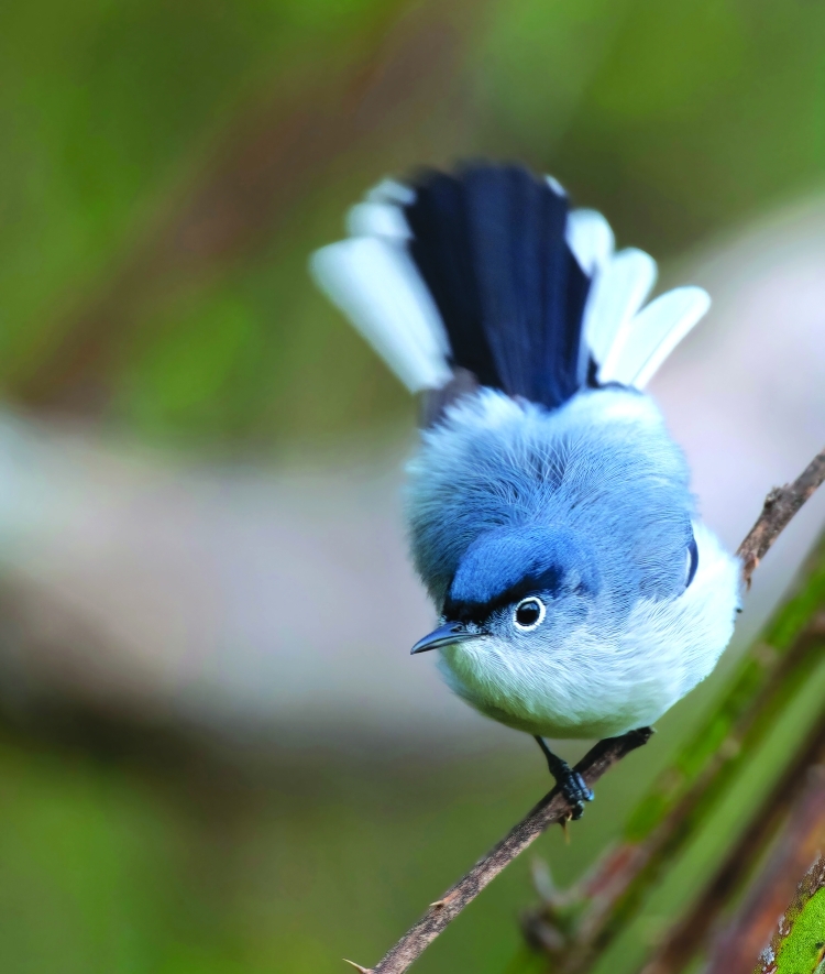 Blue-gray Gnatcatcher on a branch