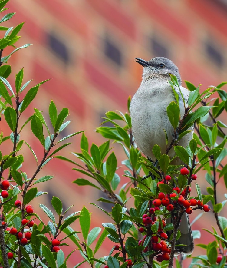 Northern Mockingbird perched on a branch