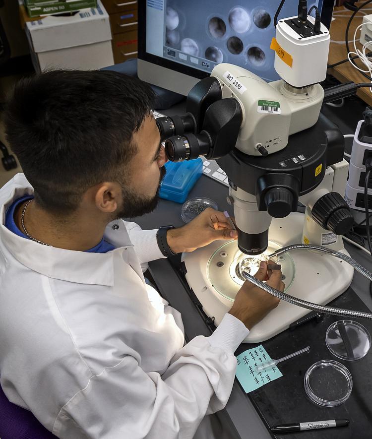 Student in lab looking at microscope