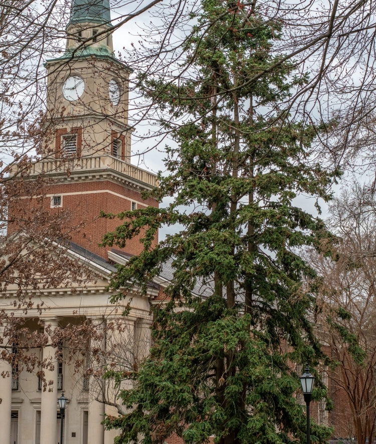 Arboretum Tree on campus Cunninghamia lanceolata- China fir 