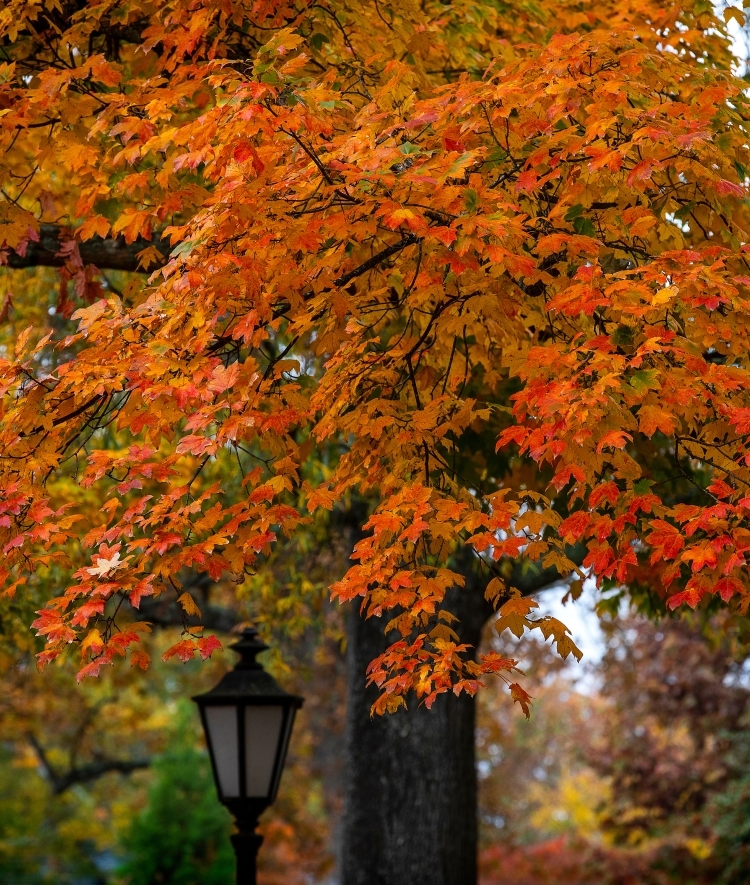 a black lantern against an orange and red tree