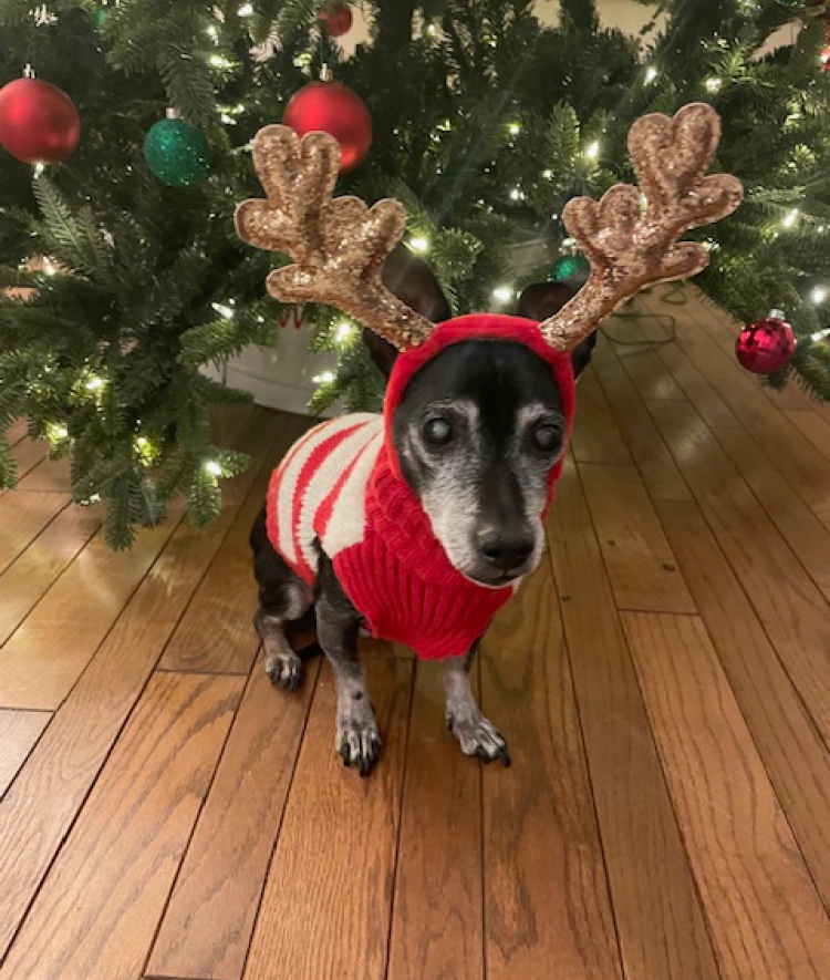 A greying dog wearing a red holiday sweater and reindeer antlers in front of a Christmas tree