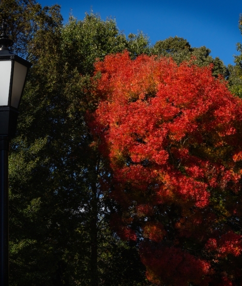 A tree with bright fall colors between two trees with green leaves on campus