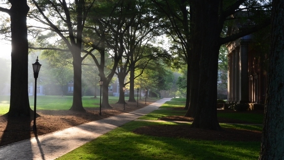 Campus and trees at early morning fog