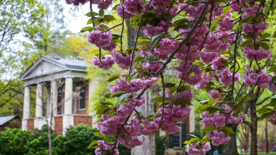 Spring blossoms on campus