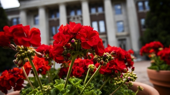 Red flowers in pots photographed against Chambers in the background