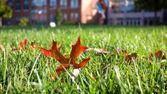 Fall Leaves on Campus