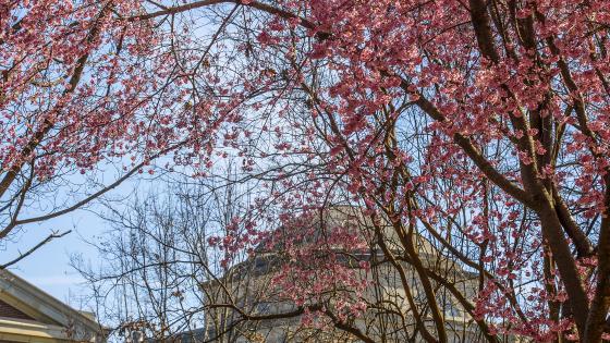 Pink tree flowers over Chambers building dome