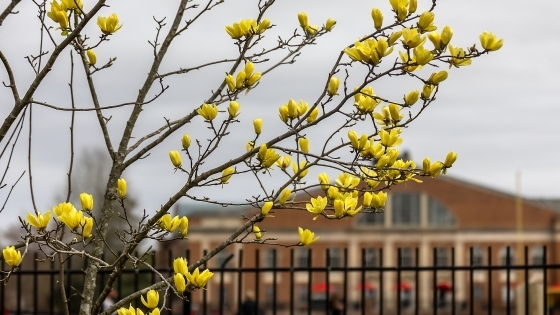 Yellow flowers bloom in front of Richards Stadium and the Union