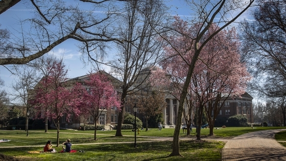 pink flower trees with masked students outdoors on a spring day