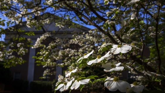 campus beauty: blossoming tree outside building