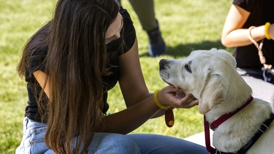 Student Petting a Lab Dog