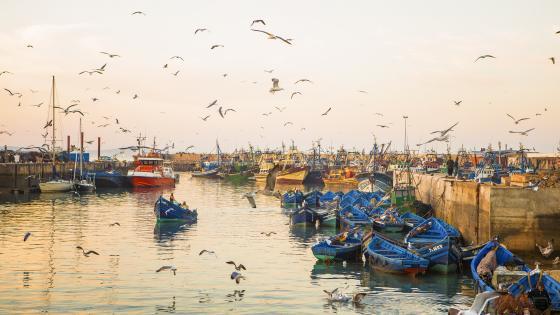 Matt Stirn - Port of Essaouira Morocco