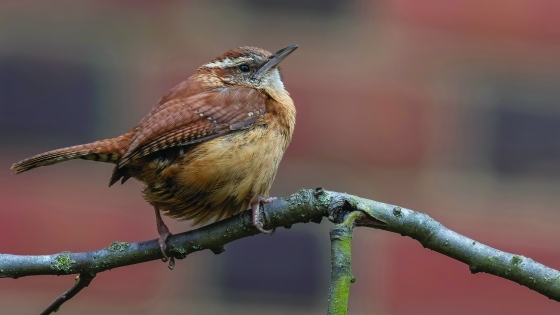 Carolina Wren on a tree bark