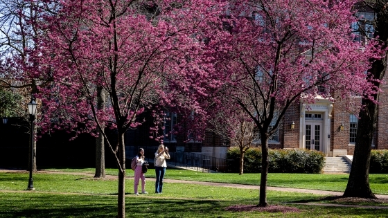 Two students taking pictures of redbud trees