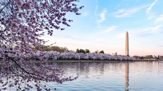 Washington, DC Cherry Blossoms and Washington Memorial