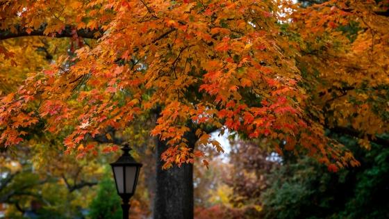 Fall foliage on campus
