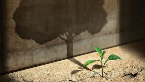 Photo concept of sapling casting shadow of full-grown tree