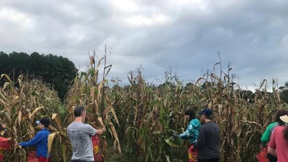 a group of people harvest corn on a cloudy day