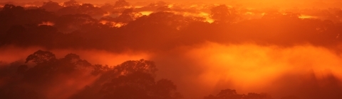 Peru Tree Canopy at Sunset