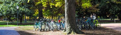 Bikes lined up under a large tree