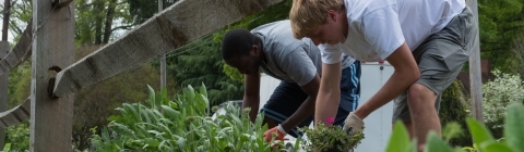 Students gardening