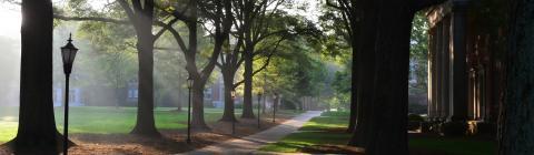 Campus and trees at early morning fog