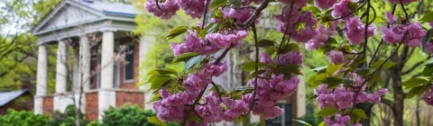 Flowering tree in foreground with Eu Hall in the background