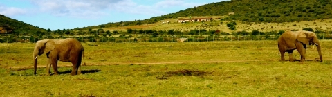 Grassy field of elephants roaming