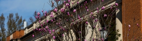 Front of library in background with pink flowering tree in the foreground