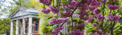 Spring blossoms on campus