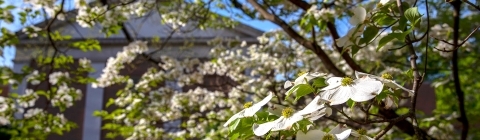 Campus Scenes featuring White Flowers 