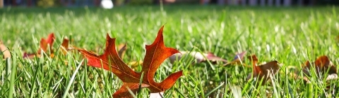 Fall Leaves on Campus