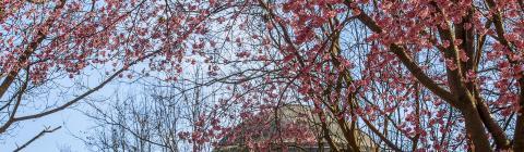 Pink tree flowers over Chambers building dome