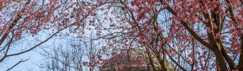 Pink tree flowers over Chambers building dome