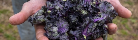 Greens in Hands of Farmer Joe Rowland at the Davidson College Farm