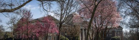 pink flower trees with masked students outdoors on a spring day